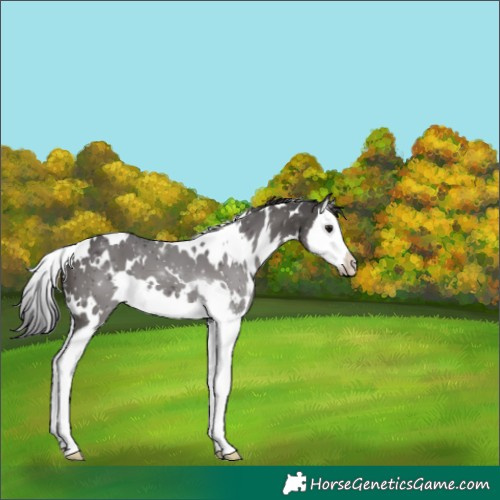 Horse Color:White Spotted Smoky Black Splash