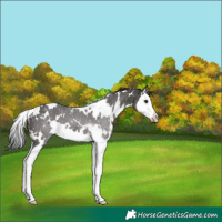 Horse Color:White Spotted Smoky Black Splash 