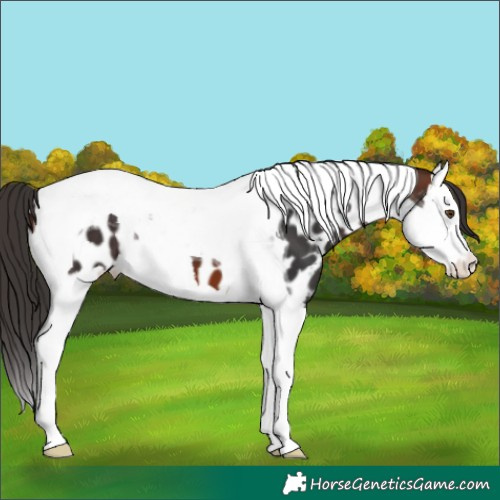 Horse Color:Brown Splash Tobiano Appaloosa 
