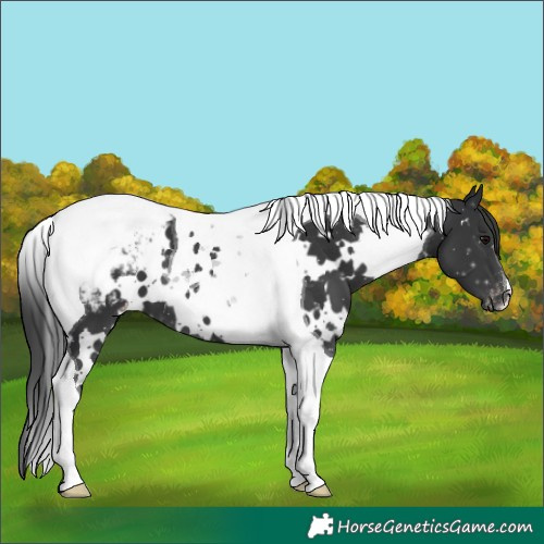 Horse Color:White Spotted Black Tobiano Appaloosa 