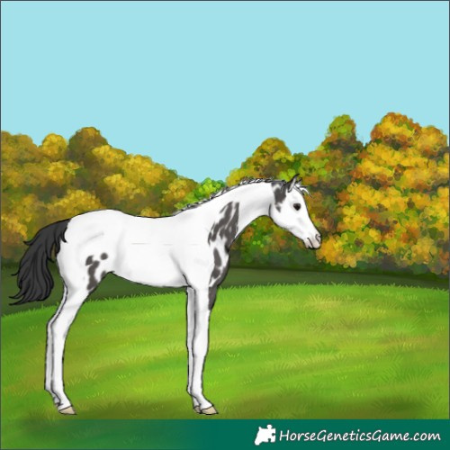 Horse Color:Black Splash Tobiano Near Leopard 