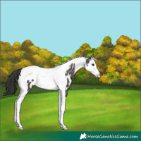 Horse Color:Black Splash Tobiano Appaloosa 