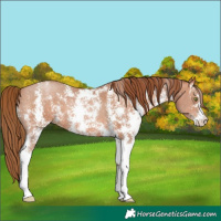Horse Color:Brown Pearl Sabino 