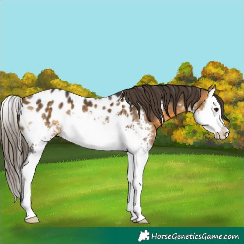 Horse Color:Buckskin Sabino Splash Appaloosa 