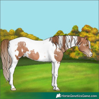 Horse Color:White Spotted Brown Pearl Tobiano