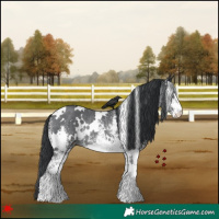 Horse Color:White Spotted Black Rabicano 