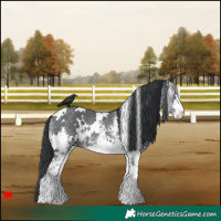 Horse Color:White Spotted Black Rabicano 