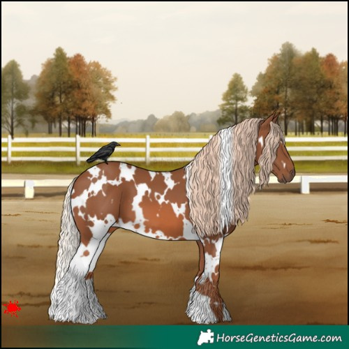 Horse Color:White Spotted Chestnut