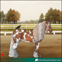 Horse Color:White Spotted Chestnut