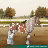 Horse Color:White Spotted Chestnut