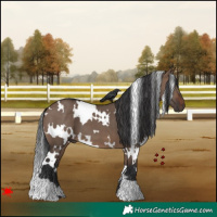Horse Color:White Spotted Brown Dun 