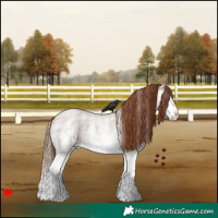 Horse Color:White Spotted Red Roan Splash 