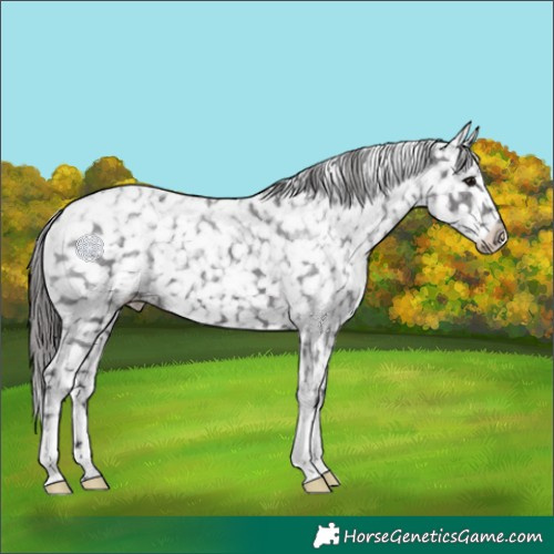 Horse Color:Smoky Black Snowflake Varnish