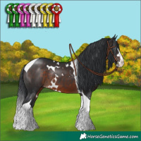 Horse Color:White Spotted Brown Splash Tobiano Rabicano 