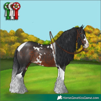 Horse Color:White Spotted Brown Splash Tobiano Rabicano