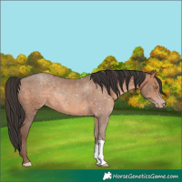 Horse Color:Sable Champagne