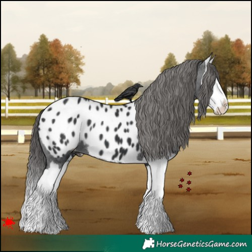 Horse Color:Black Splash Appaloosa 