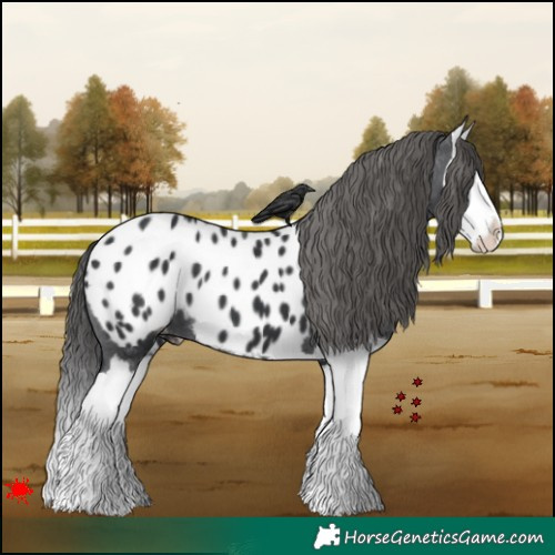 Horse Color:Black Splash Appaloosa 