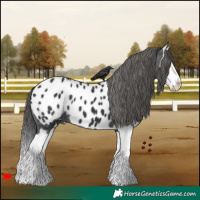 Horse Color:Black Splash Appaloosa 