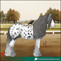 Horse Color:Black Splash Appaloosa 