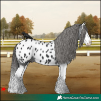 Horse Color:Black Splash Appaloosa