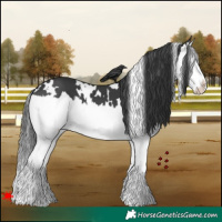 Horse Color:White Spotted Black Splash