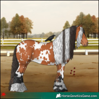 Horse Color:White Spotted Bay 