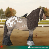 Horse Color:Brown Dun Appaloosa 