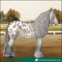 Horse Color:Brown Dun Appaloosa