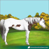 Horse Color:Brown Splash Tobiano Snowcap 