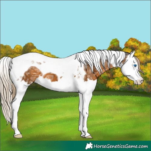 Horse Color:Chocolate Palomino Ice Splash Tobiano Appaloosa 