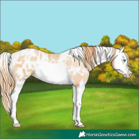 Horse Color:White Spotted Smoky Black Pearl Splash Appaloosa