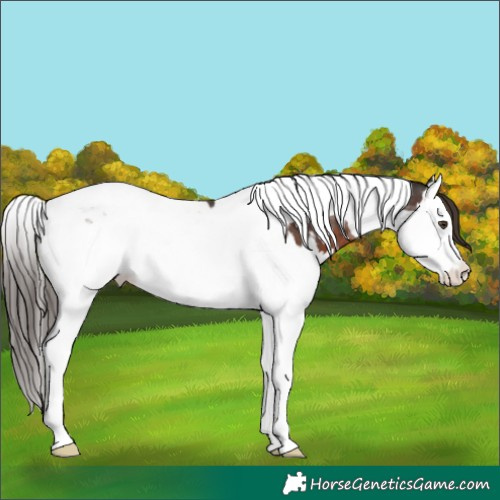 Horse Color:Liver Chestnut Splash Tobiano Appaloosa 