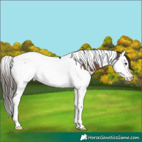 Horse Color:Liver Chestnut Splash Tobiano Varnish