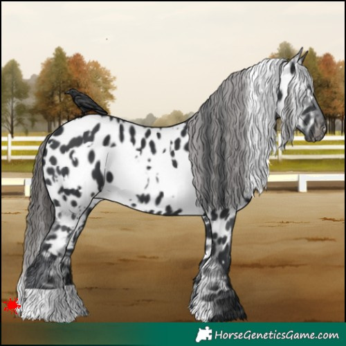 Horse Color:White Spotted Black Near Leopard