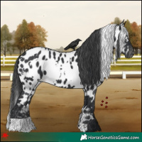 Horse Color:White Spotted Black Appaloosa 