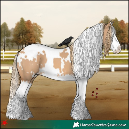 Horse Color:White Spotted Red Dun Splash