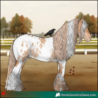 Horse Color:White Spotted Red Dun Appaloosa Rabicano 