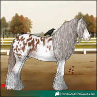 Horse Color:White Spotted Chestnut Appaloosa