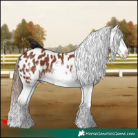Horse Color:White Spotted Chestnut Appaloosa 