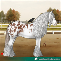 Horse Color:White Spotted Chestnut Appaloosa 