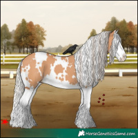 Horse Color:White Spotted Silver Bay Dun Splash 