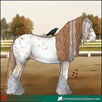 Horse Color:White Spotted Chestnut Sabino Appaloosa 