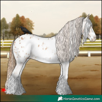Horse Color:White Spotted Chestnut Sabino Appaloosa 