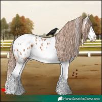 Horse Color:White Spotted Chestnut Splash Appaloosa 
