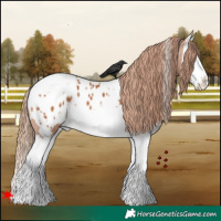 Horse Color:White Spotted Chestnut Splash Appaloosa