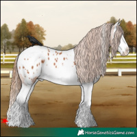 Horse Color:White Spotted Chestnut Splash Appaloosa 