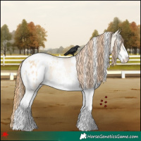 Horse Color:White Spotted Red Dun Appaloosa