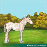 Horse Color:White Spotted Gold Champagne Dun Sabino Varnish 