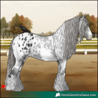 Horse Color:White Spotted Black Appaloosa 